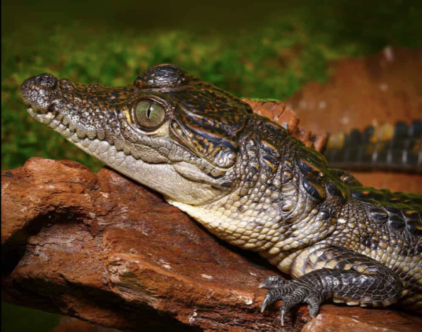 Morelet Crocodiles For Sale