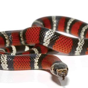 Ecuadorian Milk Snake For Sale