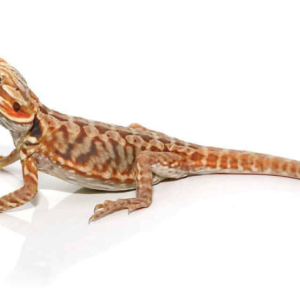 Baby Blue Bar Silky Bearded Dragon For Sale