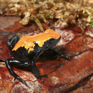 Orange Splashback Dart Frog For Sale