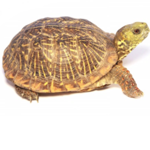 Ornate Box Turtle for Sale