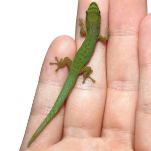 Pasteur’s Day Gecko For Sale