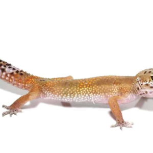 Patternless Leopard Gecko