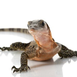 Peach Throat Monitor for Sale