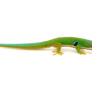 Day Gecko For Sale