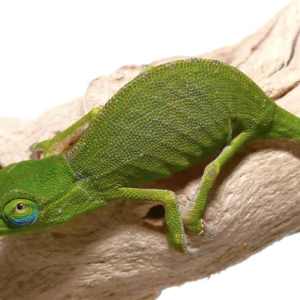 Perinet Chameleon For Sale