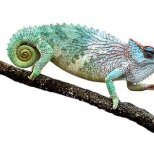 Three Horned Chameleon for Sale