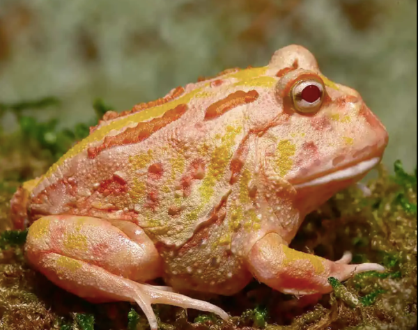 Albino Woodhouse Toad for Sale