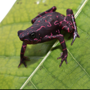 Purple Harlequin Toad For Sale