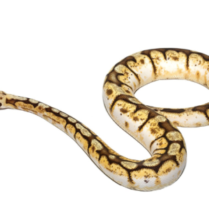 Queenbee Ball Python For Sale