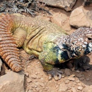 Rainbow Uromastyx