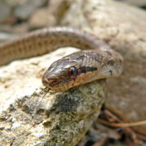 Goins Rat Snake For Sale