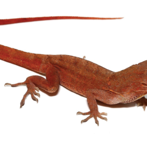 Red Chili Pepper Anole For Sale