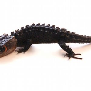 Red Eyed Crocodile Skink for Sale