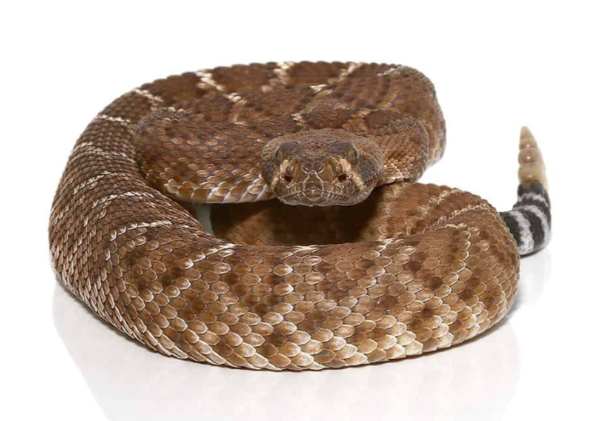 Red Rattlesnake For Sale