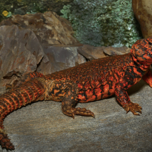 Red Niger Uromastyx For Sale