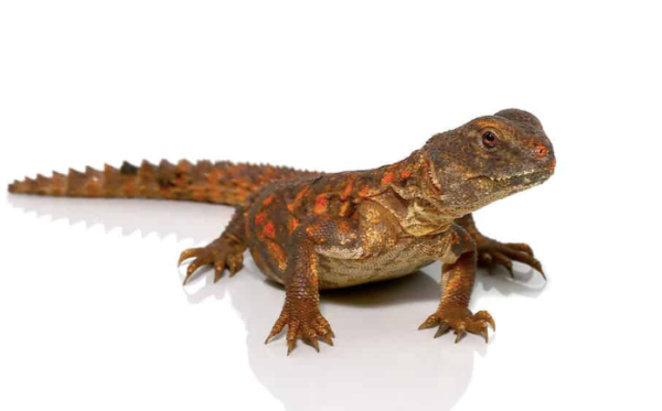 Red Uromastyx For Sale