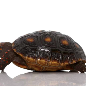 Redfoot Tortoise For Sale