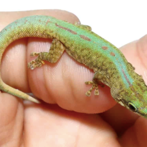 Robert Merten’s Day Gecko For Sale