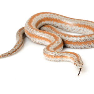 Rosy Boa for Sale