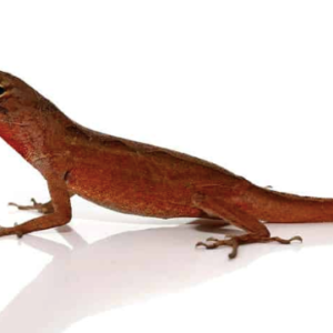 Ruby Red Anole For Sale