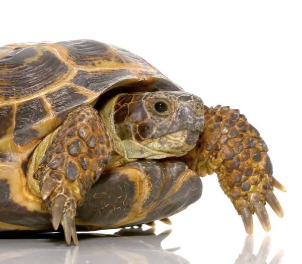 Russian Tortoise For Sale