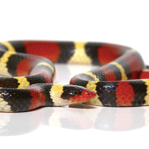 Scarlet Kingsnake For Sale