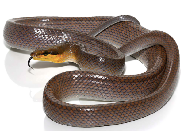 Silver Phase Red Tailed Rat Snake For Sale