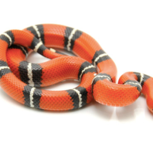 Sinaloan Milk Snake for Sale