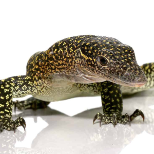 Solomon Island Mangrove Monitor For Sale