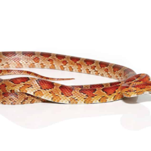 South Florida Corn Snake For Sale