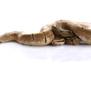 Spider Ball Python for Sale