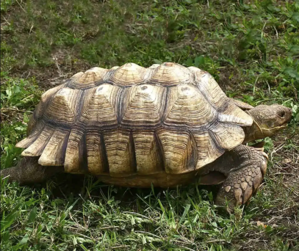 Sub-Adult Sulcata Tortoise For Sale