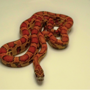 Sunkissed Corn Snake for Sale