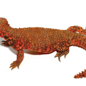 Super Red Uromastyx For sale