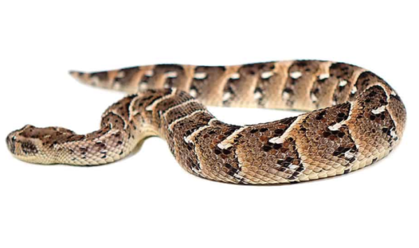 Tanzanian Puff Adder For Sale