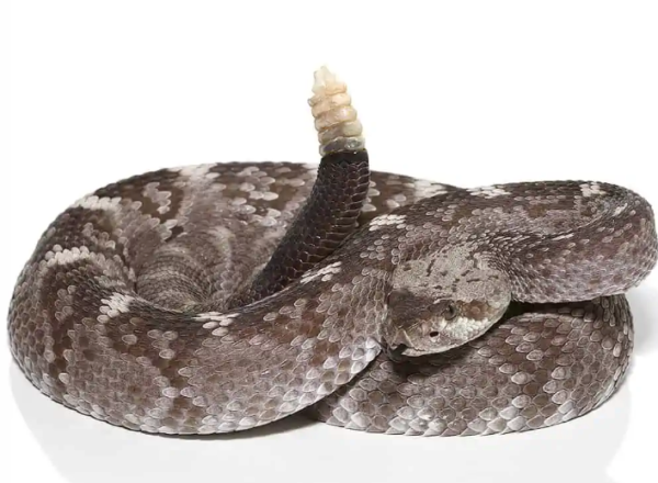 Texas Blacktail Rattlesnake For Sale