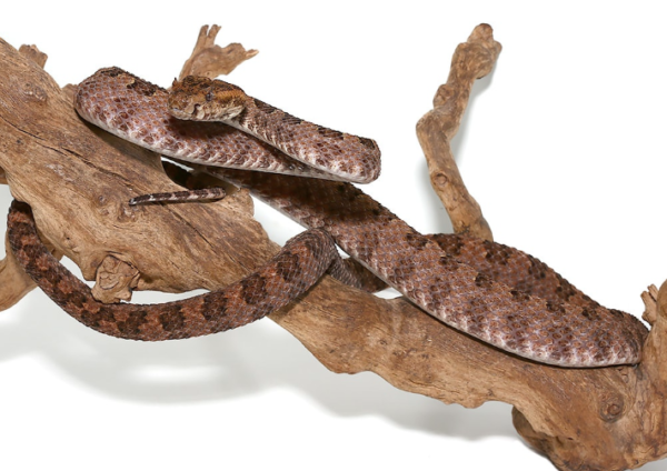 Three Horned Pit Viper For Sale