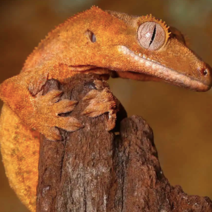 Tiger Crested Gecko For Sale