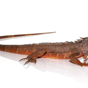 True Red Iguana For Sale