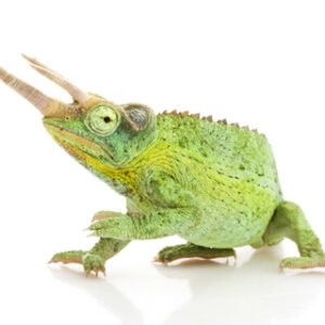 Two Horned Chameleon for Sale