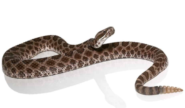 Western Massasauga Rattlesnake For Sale