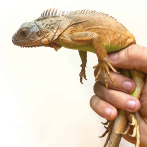 White Head Red Iguana For Sale