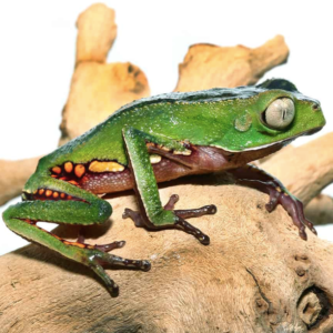 White Lined Leaf Frog For Sale 