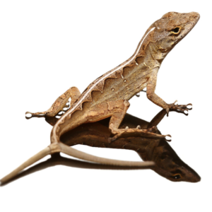 Y-Not Anole For Sale