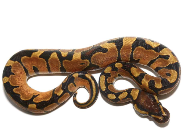 Yearling Enchi Ball Python For Sale