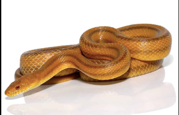 Yellow Rat Snake For Sale