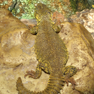 Yellow Uromastyx For Sale