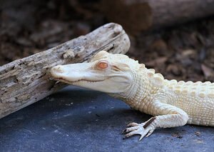 Albino Alligators For Sale