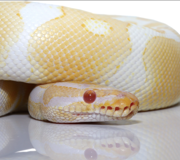 Ball Pythons For Sale